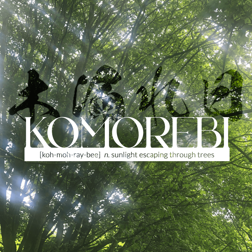 north blackpool pond trail komorebi